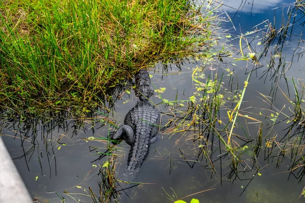 Een Krokodil Die Het Water Zwemt — Stockfoto