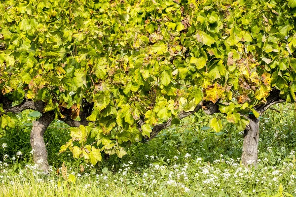 Feuillage Vert Sur Les Arbres Dans Les Vignobles Région Viticole — Photo