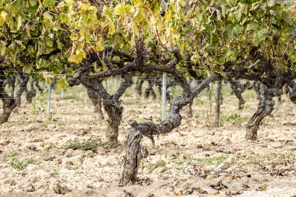 Geoogste Wijngaarden Het Wijnbouwgebied Van Penedes Catalonië Spanje — Stockfoto