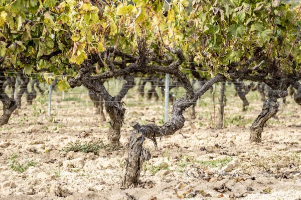 Viñedos Cosechados Zona Vitícola Penedes Cataluña España —  Fotos de Stock