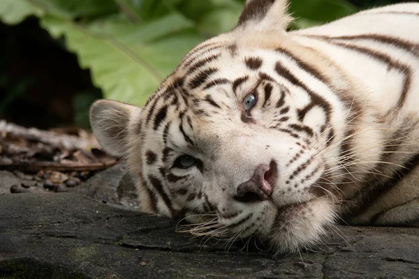 Magnifique Tigre Blanc Motifs Vicieux Dans Zoo — Photo