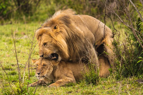 ケニアの畑でライオンと雌ライオンが交尾 — ストック写真