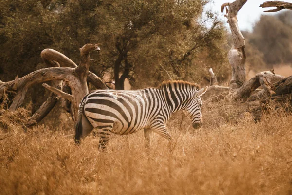 Egy Zebra Kenyában Egy Mezőn — Stock Fotó