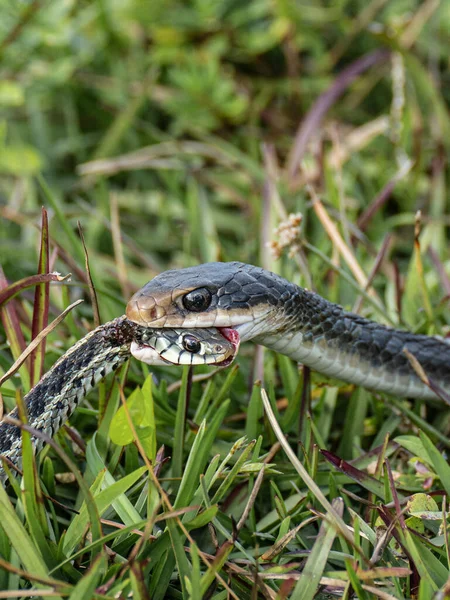 Vertikální Záběr Dvou Podvazkových Hadů Národním Parku Everglades — Stock fotografie
