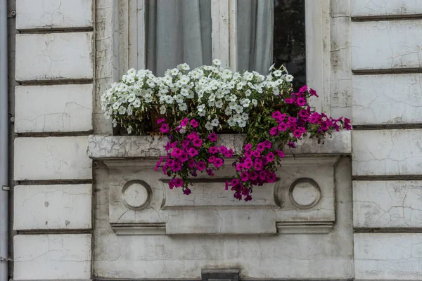 Uma Flor Branca Rosa Lado Edifício Antuérpia Bélgica — Fotografia de Stock