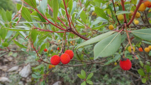 Bahçedeki Arbutus Unedo Meyvelerinin Seçici Odak Noktası — Stok fotoğraf