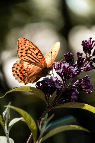 Den Vertikala Bilden Den Bruna Fjärilen Lavendel — Stockfoto