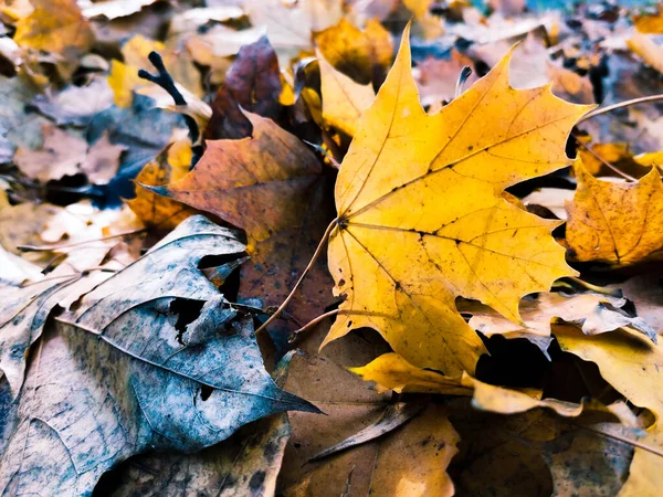 Zbliżenie Ujęcia Suszonych Jesiennych Liści Ziemi — Zdjęcie stockowe