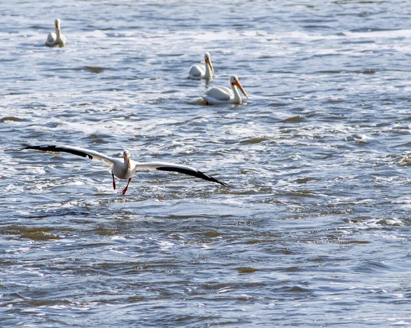 Прекрасный Снимок Группы Пеликанов Море Течение Дня — стоковое фото
