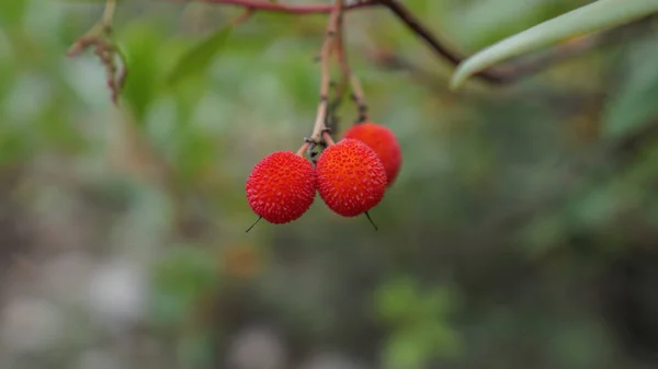 Selektywne Ujęcie Ostrości Owoców Arbutus Undo Ogrodzie — Zdjęcie stockowe