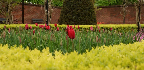 Uma Bela Vista Decoração Floral Colorida Parque Keukenhof Holanda — Fotografia de Stock