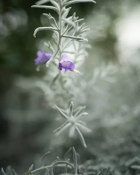 Ein Vertikaler Selektiver Fokus Der Rosmarinpflanze Die Garten Wächst — Stockfoto