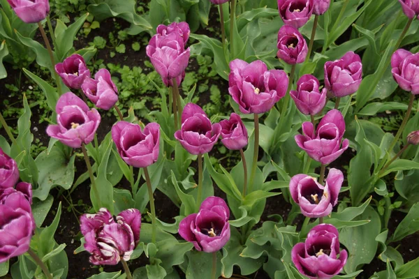 Gros Plan Belles Tulipes Violettes Poussant Dans Champ — Photo