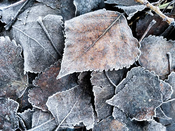 Detailní Záběr Zmrzlých Listů Skvělé Pro Tapety — Stock fotografie