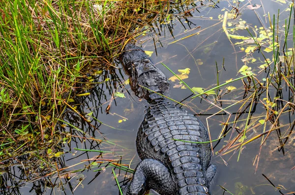 Een Krokodil Die Het Water Zwemt — Stockfoto