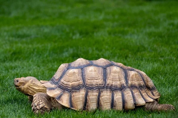 Closeup Shot Turtle Grass Day — Stock Photo, Image