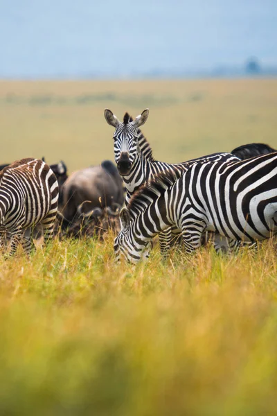 Kenya Bir Çayırda Zebraların Dikey Görüntüsü — Stok fotoğraf