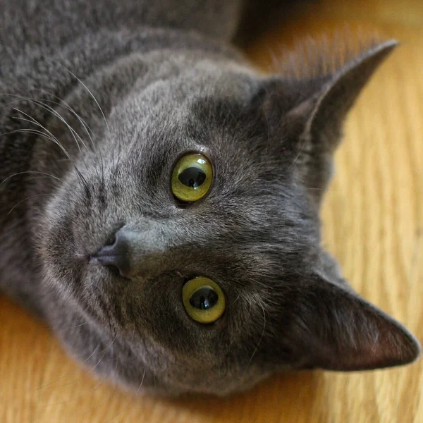 Eine Nahaufnahme Einer Schönen Grauen Hauskatze Mit Grünen Augen — Stockfoto