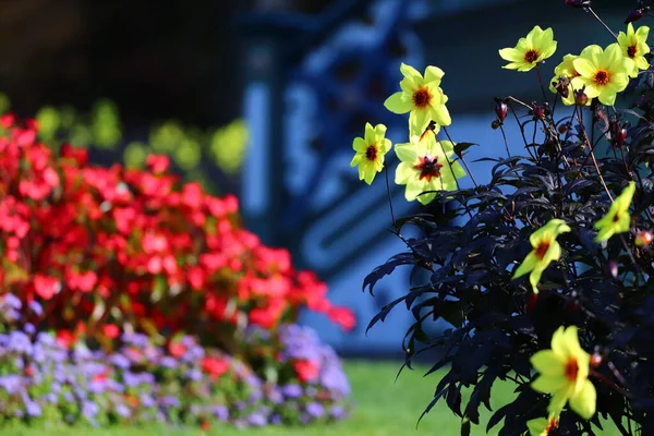 Selective Focus Colorful Flowers Growing Garden — Stock Photo, Image