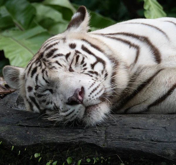 Magnifique Tigre Blanc Motifs Sommeil Vicieux Dans Zoo — Photo