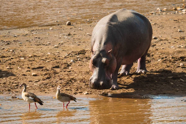 Hipopótamo Gansos Uma Baía Ensolarada Quênia — Fotografia de Stock