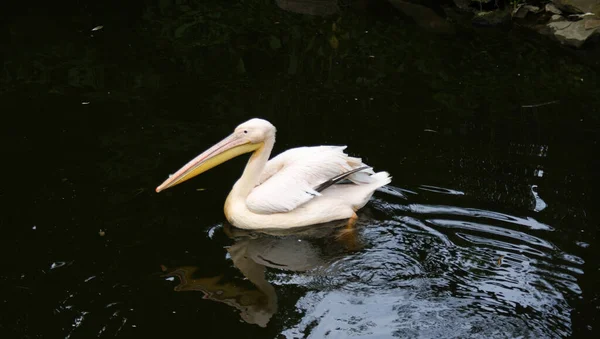 Pelicano Branco Uma Lagoa Bojnice Zoo Eslováquia — Fotografia de Stock