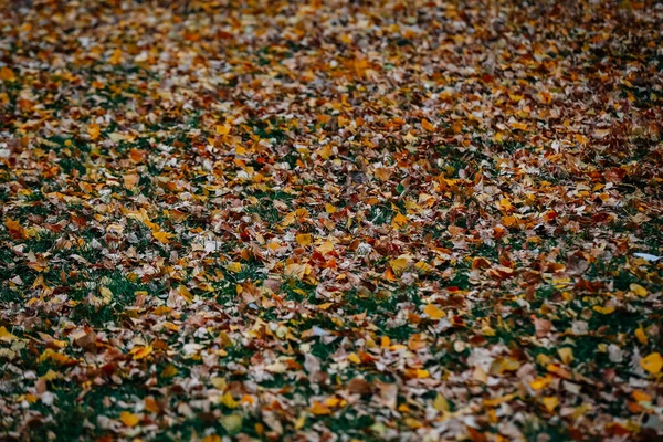 Detailní Záběr Zem Pokrytou Zaschlými Listy Parku Podzim — Stock fotografie