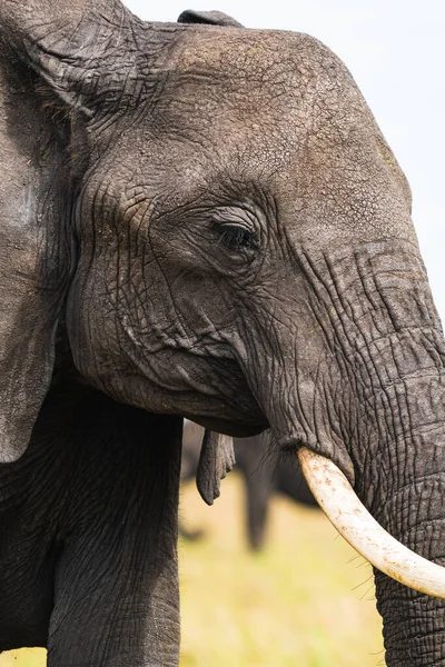 Disparo Vertical Elefante Kenia — Foto de Stock
