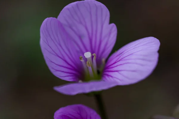 Zbliżenie Ujęcie Pięknego Małego Purpurowego Kwiatu — Zdjęcie stockowe