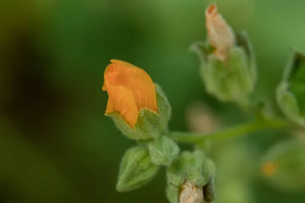 Eine Nahaufnahme Der Blühenden Gelben Ranunkelblume — Stockfoto