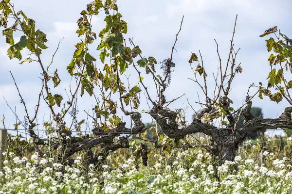 Vinná Réva Začátku Podzimu Vinařské Oblasti Penedes Katalánsku Španělsko — Stock fotografie