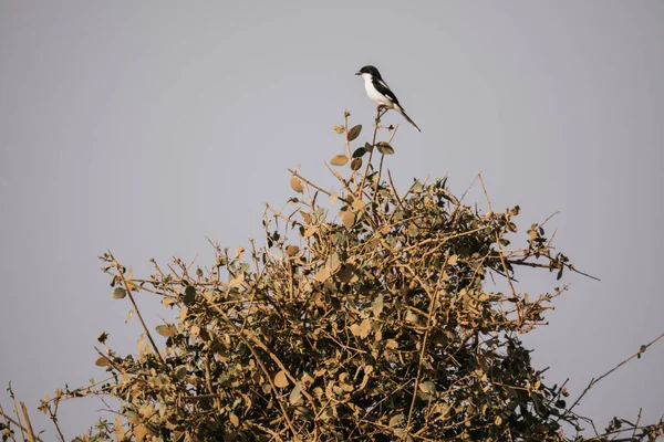 Shrike Empoleirado Uma Árvore Kenya — Fotografia de Stock