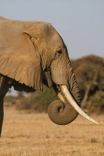 Eine Vertikale Aufnahme Eines Elefanten Einem Sonnigen Feld Kenia — Stockfoto