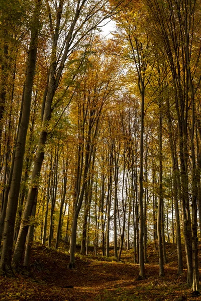 Vertikal Bild Vacker Skog Hösten Med Levande Gula Blad Träden — Stockfoto