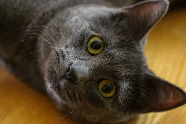 緑の目の美しい国内の灰色の猫のクローズアップショット — ストック写真