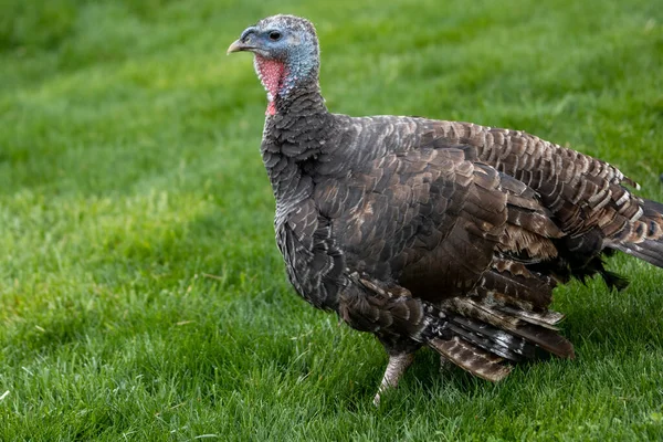 Primer Plano Pavo Hierba Durante Día — Foto de Stock