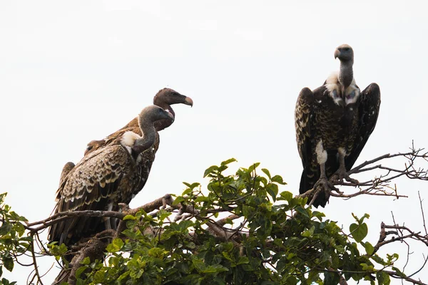 Tre Aquile Avvoltoio Africane Appollaiate Rami Kenya — Foto Stock