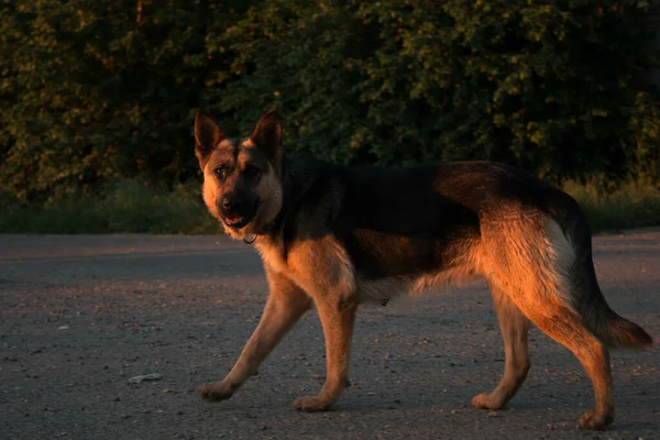 Ein Schäferhund Geht Spazieren Und Blickt Direkt Eine Kamera — Stockfoto