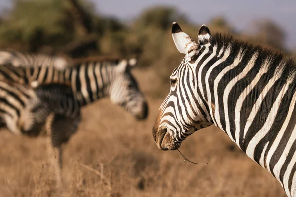 Una Zebra Campo Kenya — Foto Stock