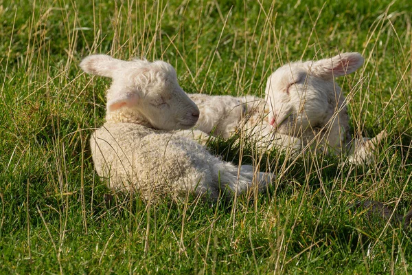 Över Baby Får Som Ligger Gräset — Stockfoto