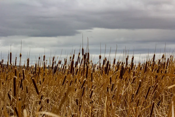 Vue Champ Quenouilles Sous Ciel Nuageux Dans Est Oregon — Photo