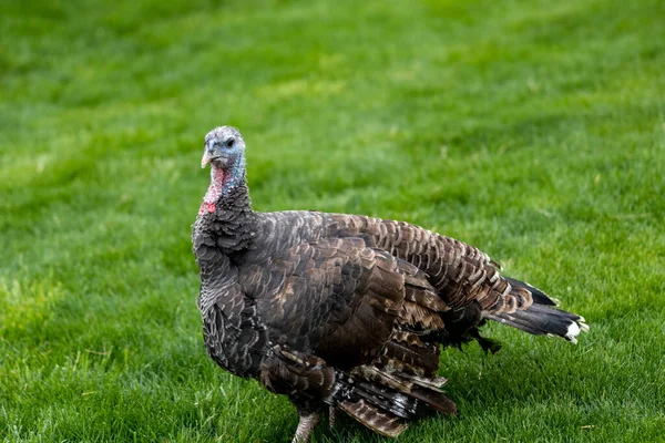 Primer Plano Pavo Hierba Durante Día — Foto de Stock