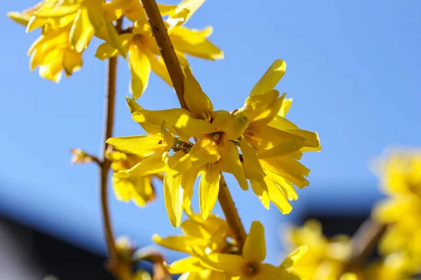 Primer Plano Hermosa Forsythia Floreciendo Jardín —  Fotos de Stock