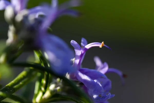 Primo Piano Rosmarino Che Sboccia Nel Giardino — Foto Stock