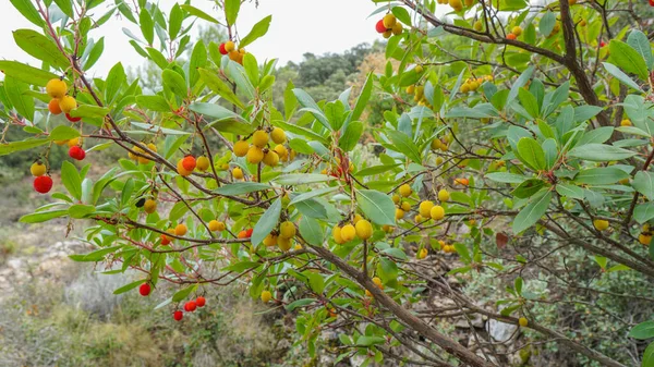 Primer Plano Cerezo Jardín Durante Día —  Fotos de Stock