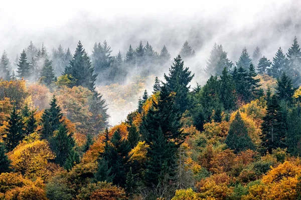 Krásná Krajina Mlhavého Lesa Barevnými Podzimními Stromy Salt Spring Island — Stock fotografie