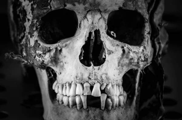 Grayscale Shot Scary Skull — Stock Photo, Image