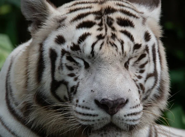 Злобный Красивый Спящий Белый Тигр Зоопарке — стоковое фото