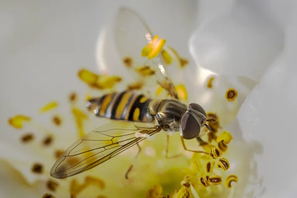 Eine Nahaufnahme Eines Niedlichen Schwarz Gelben Fluginsekts Das Pollen Von — Stockfoto