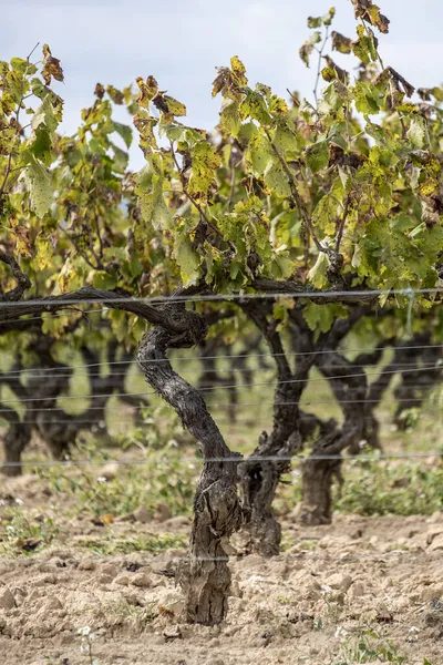 Вертикальний Дріб Збираних Виноградників Початку Осені Районі Виноградарства Каталонії — стокове фото
